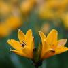 원추리 | Hemerocallis aurantiaca Baker