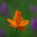 큰금매화 | Trollius macropetalus Fr. Schmidt