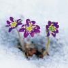 자색 노루귀 | Hepatica asiatica Nakai