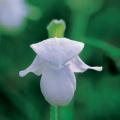 흰털복주머니난 | Cypripedium guttantum Swartz for. albiflorum Y. Lee