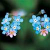 왜지치 | Myosotis sylvatica (Ehrh.) Hoffmann
