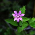 함경딸기 | Rubus arcticus Linne