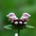 속단 | Phlomis umbrosa Turczaninov