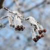 팥배나무 열매 | Sorbus alnifolia (Sieb. Et Zucc) K. Koch