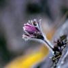 동강할미꽃 | Pulsatilla tongkangensis Y. Lee et T. C. Lee