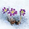 자색노루귀 | Hepatica asiatica Nakai