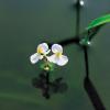 보풀 | Sagittaria aginashi Makino