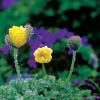 두메양귀비 | Papaver radicatum Rott. var. pseudoradicatum Kitagawa