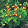 노랑복주머니난 | Cypripedium calceolus Linne