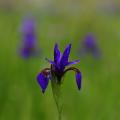 붓꽃 | Iris sanguinea Hornemann