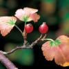까마귀밥여름나무 | Ribes fasciculatum Siebold et Zuccarini var.chinense Max.