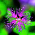 술패랭이 | Dianthus superbus Linne var. longicalycinus (Maxim.) Williams