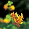 섬말라리 | Lilium hansonii Leichtlin